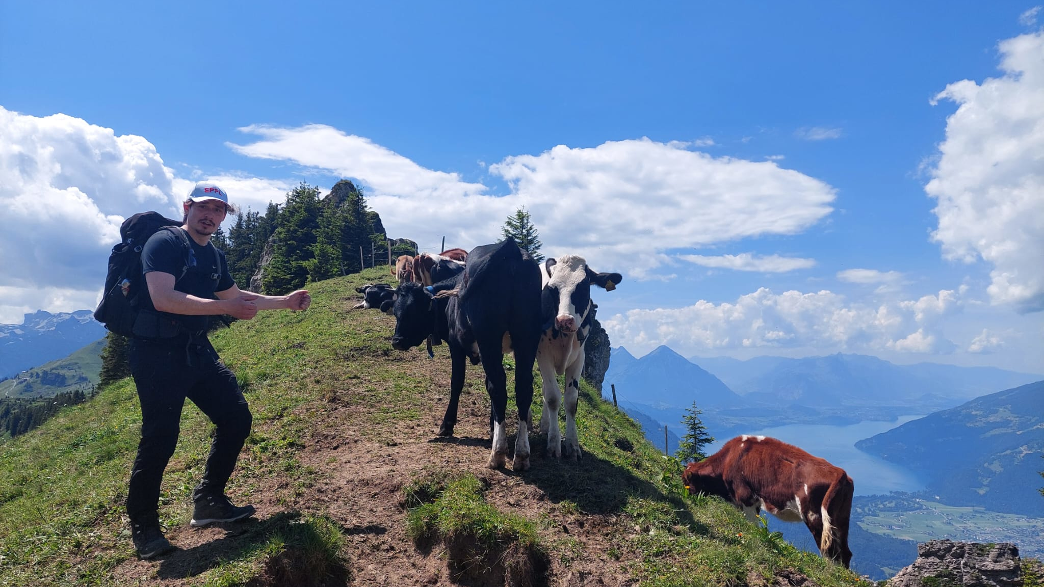 Me pointing to a cow hiking the Grindelwald with a view to the city below